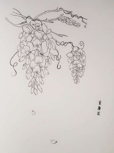 紫藤萝素描图片