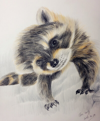 彩铅手绘,好奇的小浣熊,《动物绘2》临摹