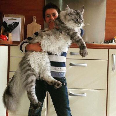 橘色缅因猫