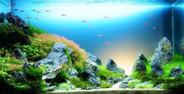 鱼缸中的造景艺术美到窒息的水下世界