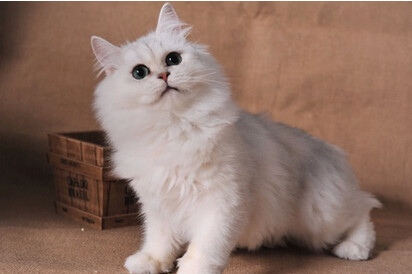 全名:金吉拉猫