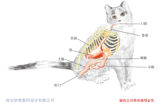 猫的内脏分布图图片