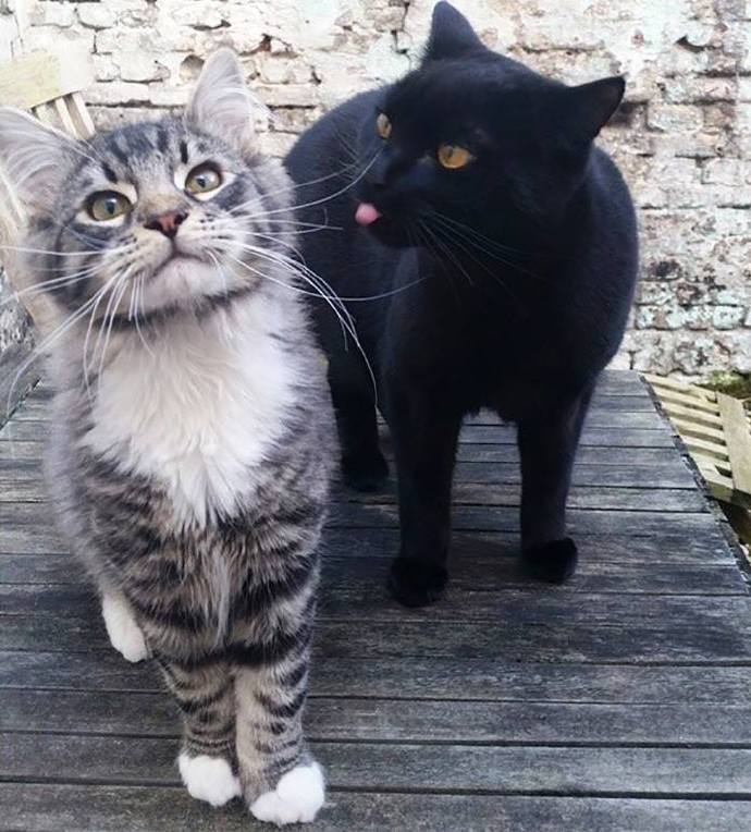 黑猫:看我的小舌头灰猫:不看