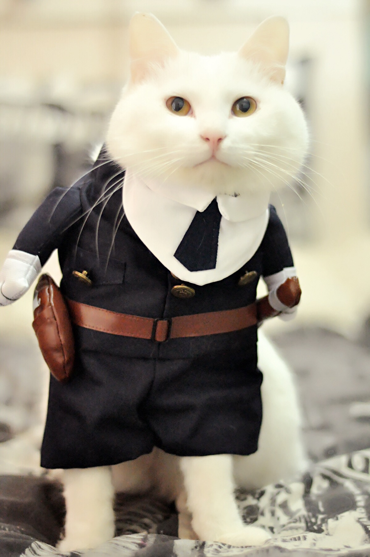 白猫警长