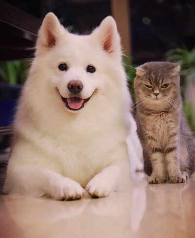 小可爱