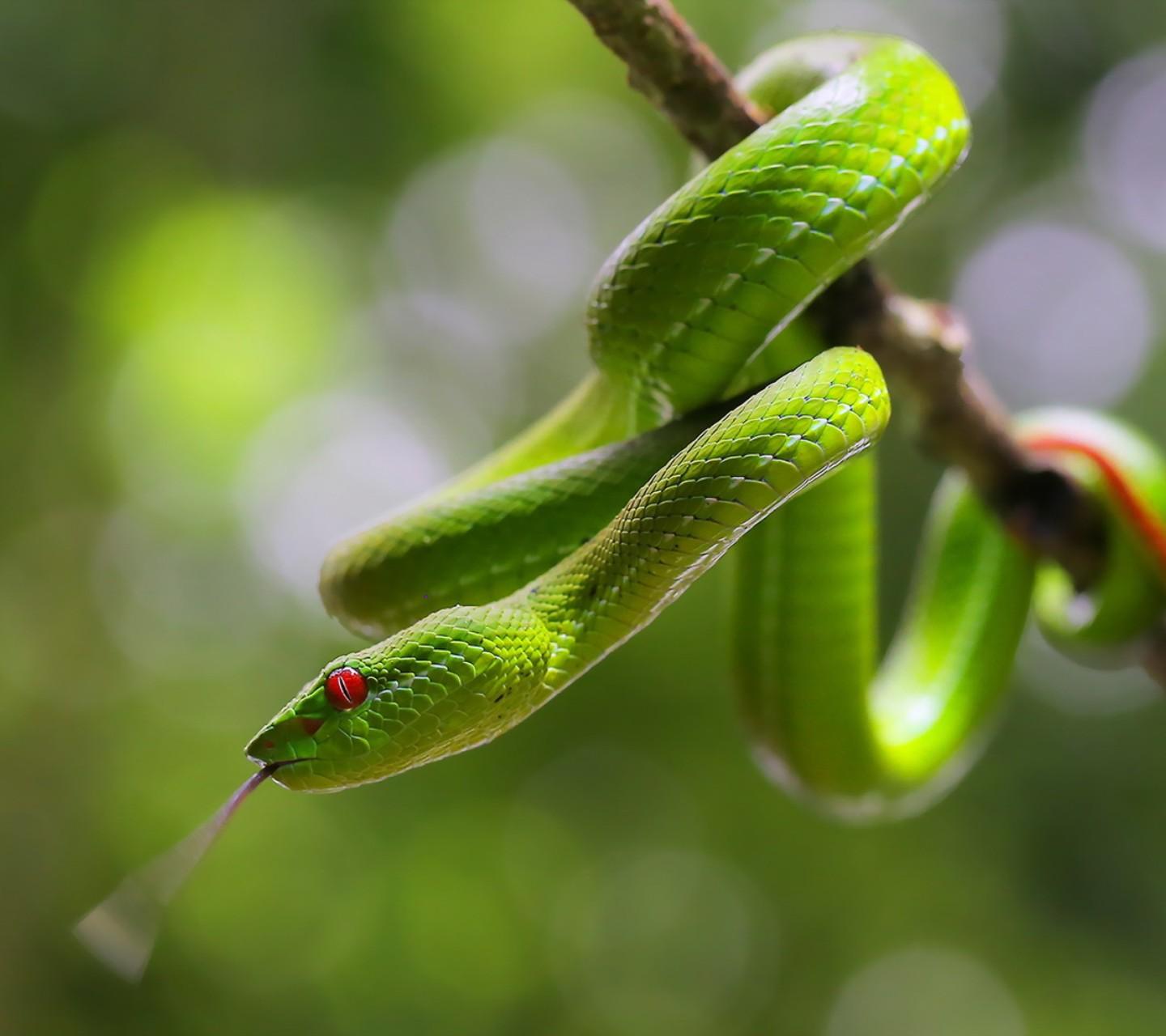 春天的动物蛇图片