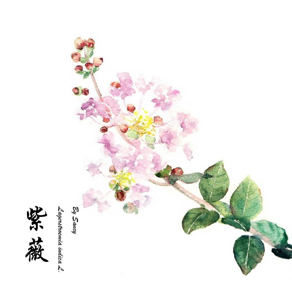 紫薇花又叫怕痒痒树挠挠它的树干整棵树都会颤抖