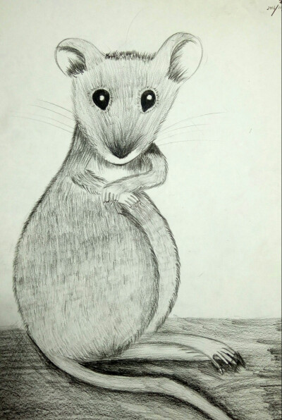 老鼠画像肖像画图片