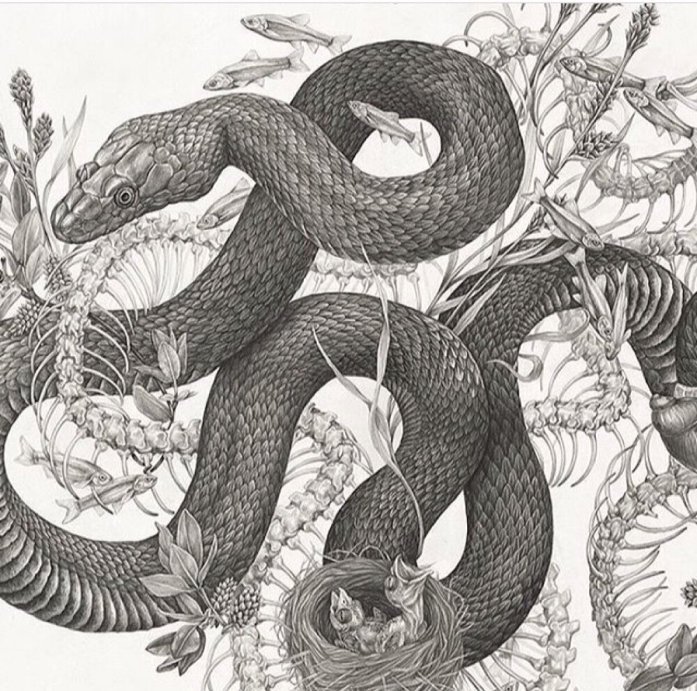 日本画师作品画蛇图片