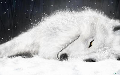 纽芬兰白狼拉普兰德图片