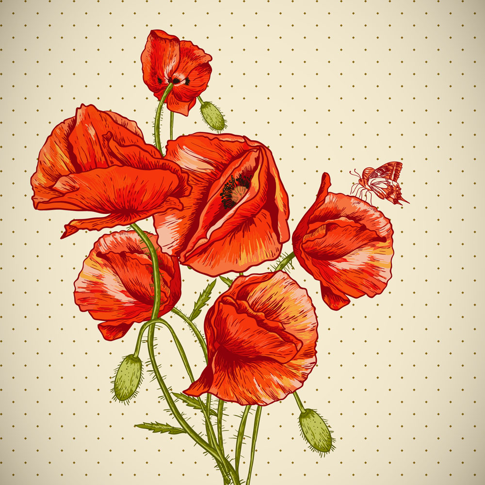红色罂粟花简笔画图片