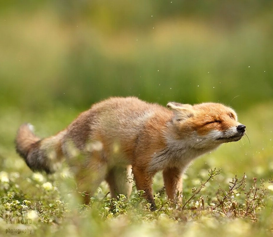 frivolousfox狐狸图片