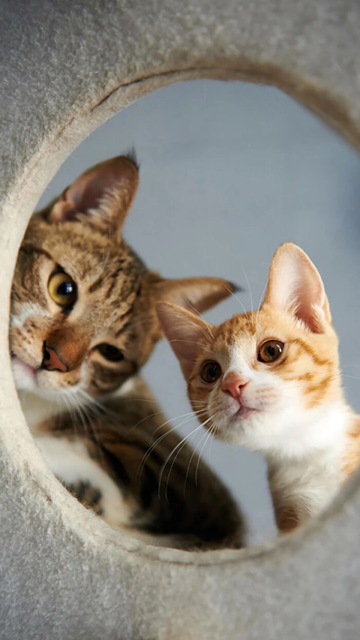 搞怪 个性 猫咪 可爱 动物 大眼猫 萌娃 萌萌哒 甜美系动物 锁屏壁纸