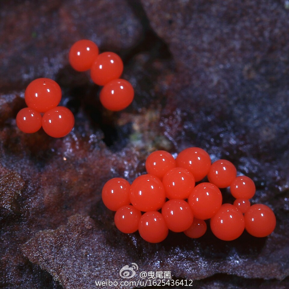 团网菌属(arcyria)某种未成熟子实体.