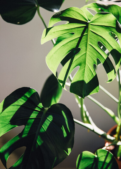 室内绿植 - 堆糖,美图壁纸兴趣社区