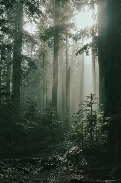 forest