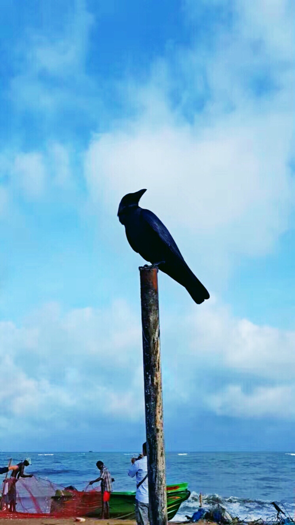 斯里兰卡乌鸦图片