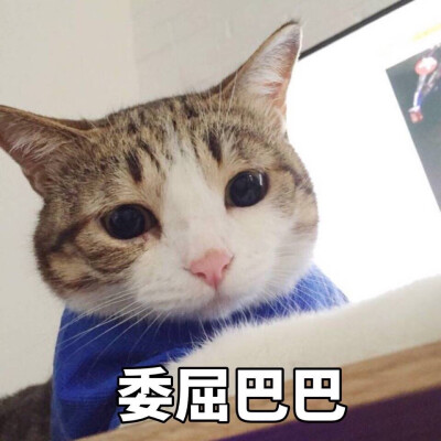 装逼 文艺 小清新 闺蜜 头像 个性 截图 意境 唯美 壁纸 金馆长表情包