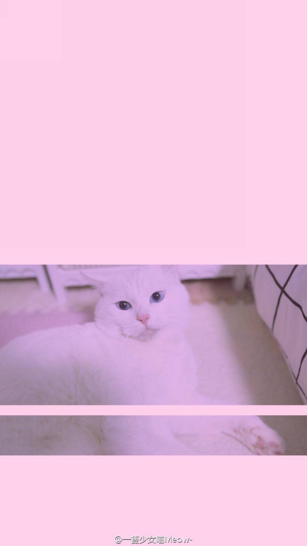 粉色少女心壁纸猫咪