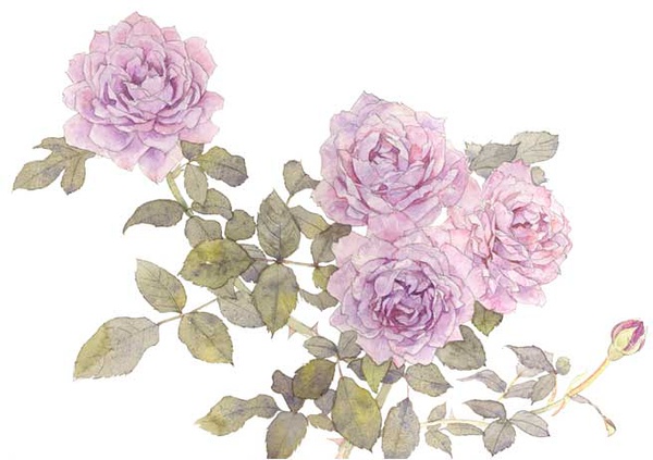 2016年12月11日 14:29   关注  花 美图 评论 收藏