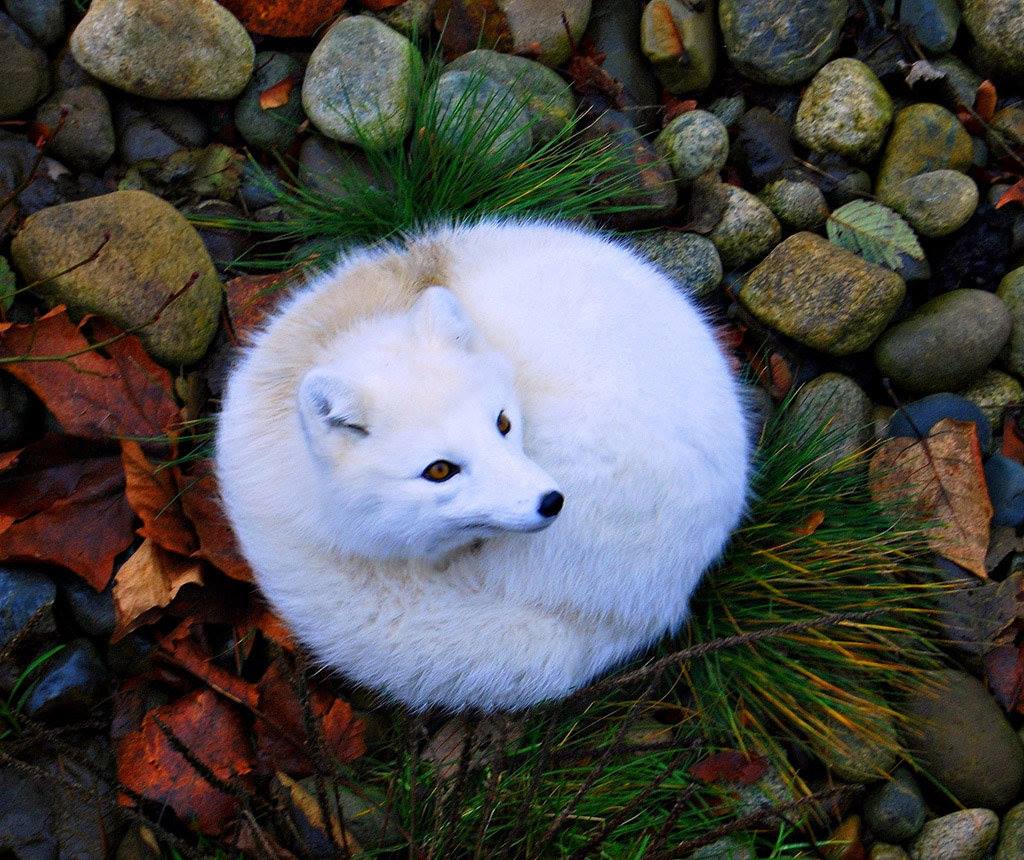 小雪狐 一只图片