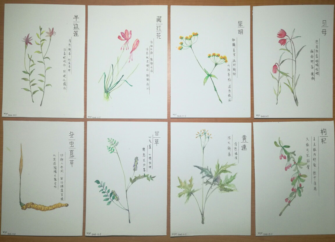 小学生中草药卡片制作图片