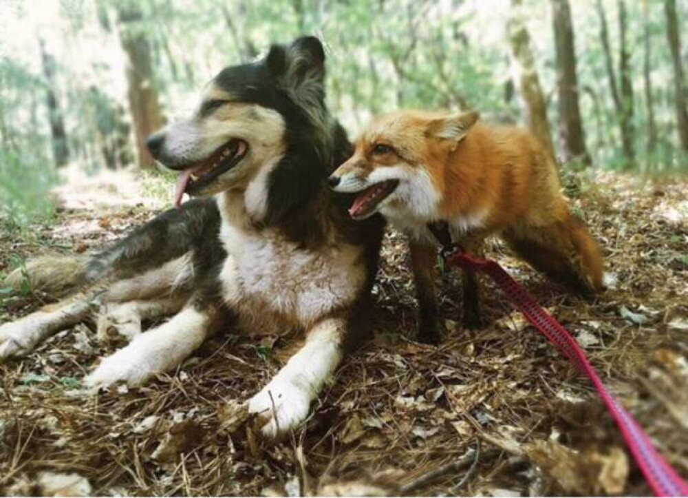 狐狸与狗:最美是望向同一个方向
