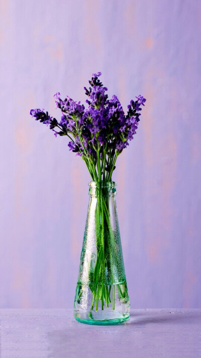 紫花手机壁纸图片
