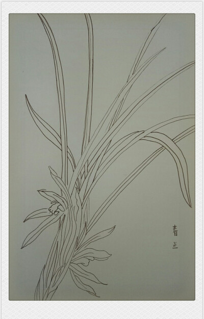 花卉 速写
