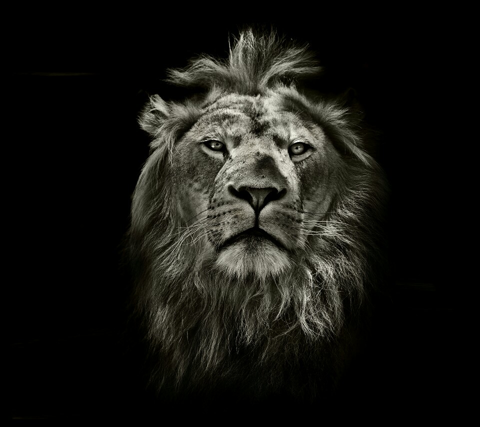 狮王头像