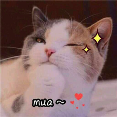 猫咪表情包表白