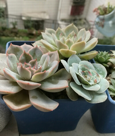 对比了下去年的照片才发觉我的酸辣甜橙挂了!