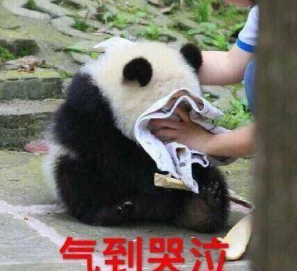 熊猫叉腰生气表情包图片