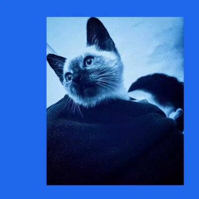 猫蓝色衣服头像