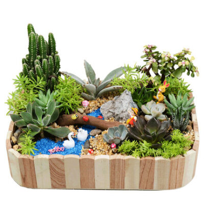 多肉植物组合diy含盆栽 微景观办公桌面绿植肉肉植物女生生日礼品