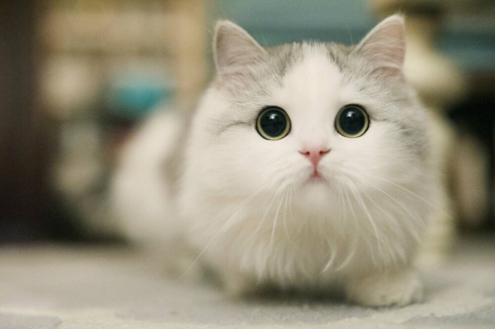 馒头萌宠喵喵cr郭斯特