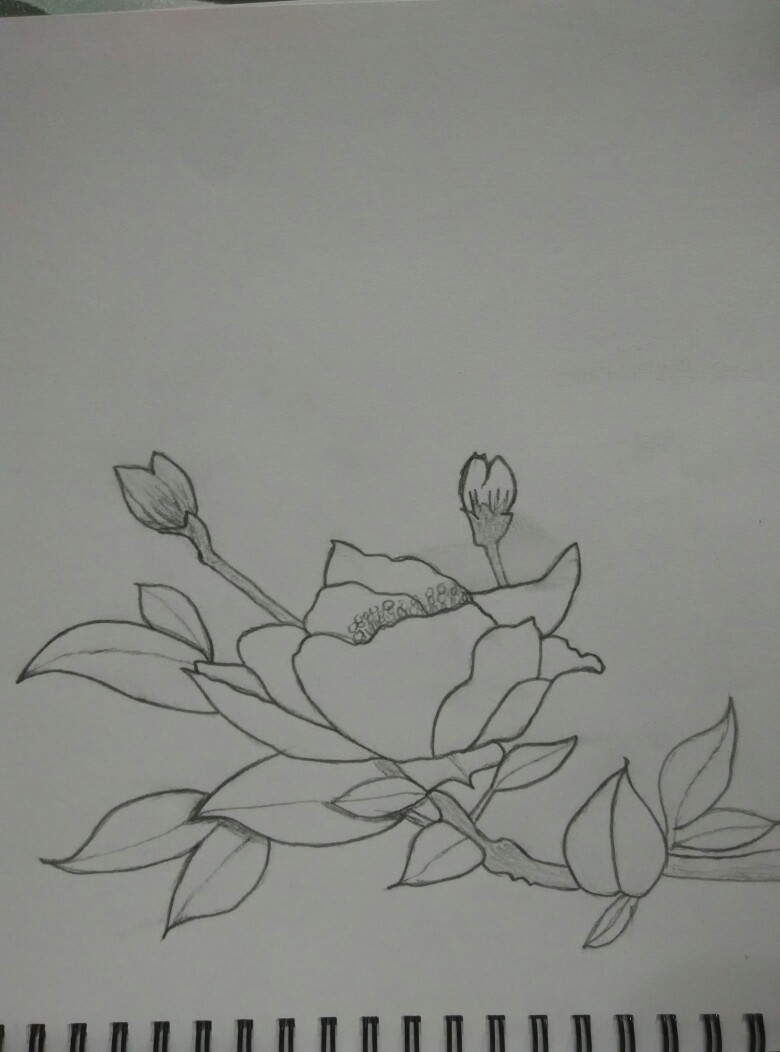 花朵铅笔画唯美图片
