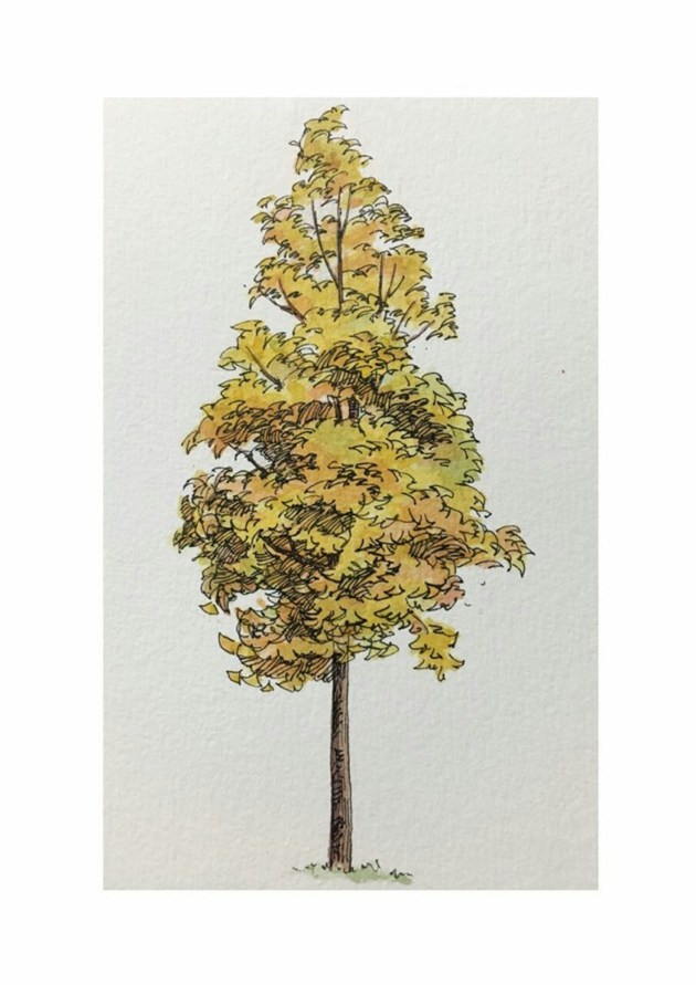 关于各式各样的树木的水彩绘画作品