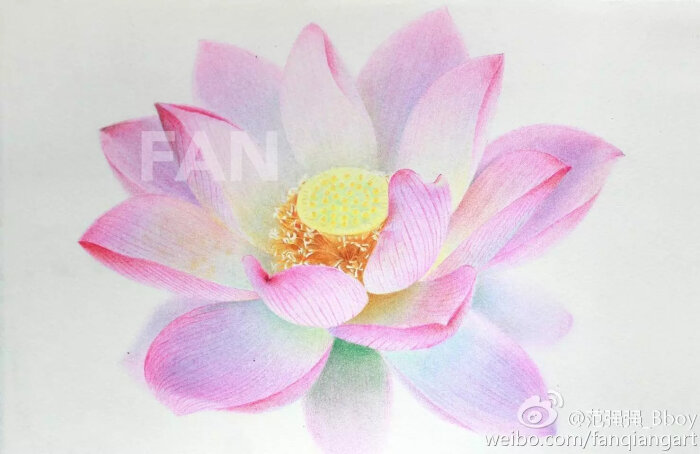 莲花彩铅