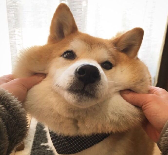 表情包