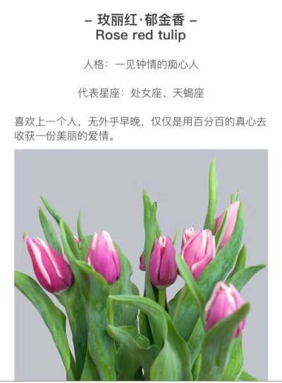 郁金香仙子花语图片