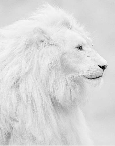 白狮