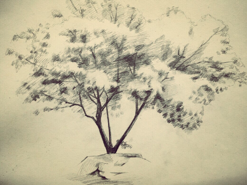 冬季的黄角树