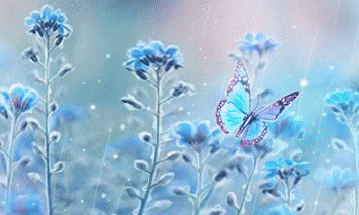 雨蝶