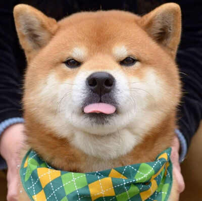 柴犬ins:ryuji513