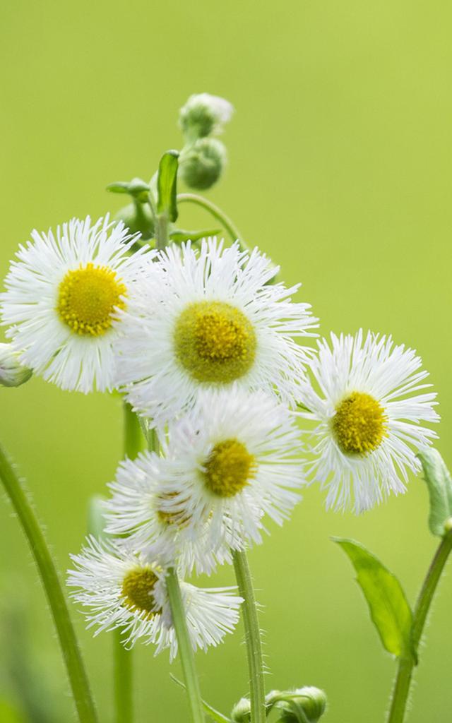 小花- 堆糖,美图壁纸兴趣社区