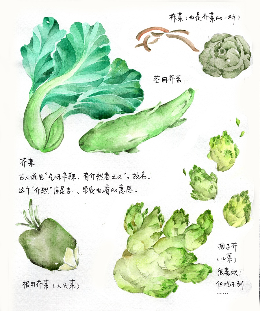 十字花科盛产蔬菜,芥菜也是其中之一,因气味辛辣,古