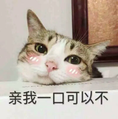 瓜皮猫:亲我一口可以不