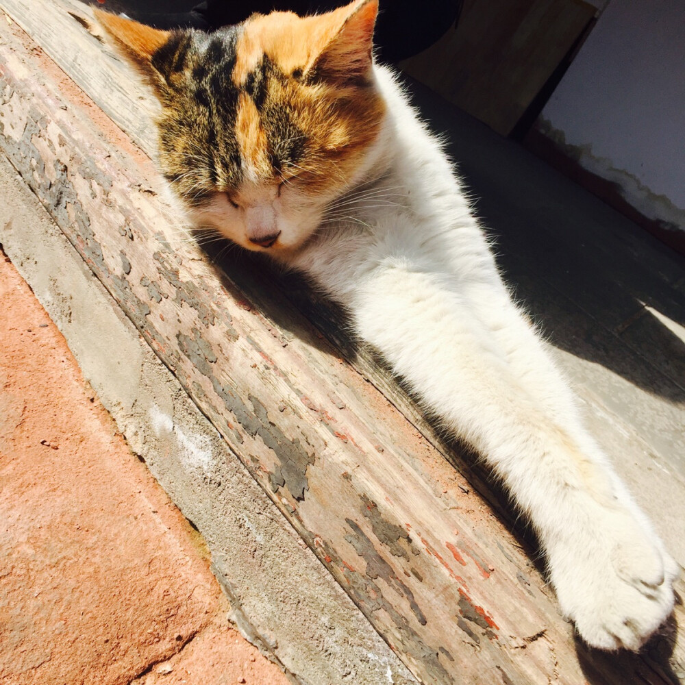 晒太阳的猫咪 