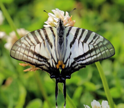 升天剑凤蝶:非常珍稀的凤尾蝶,高居世界名贵蝴蝶之首